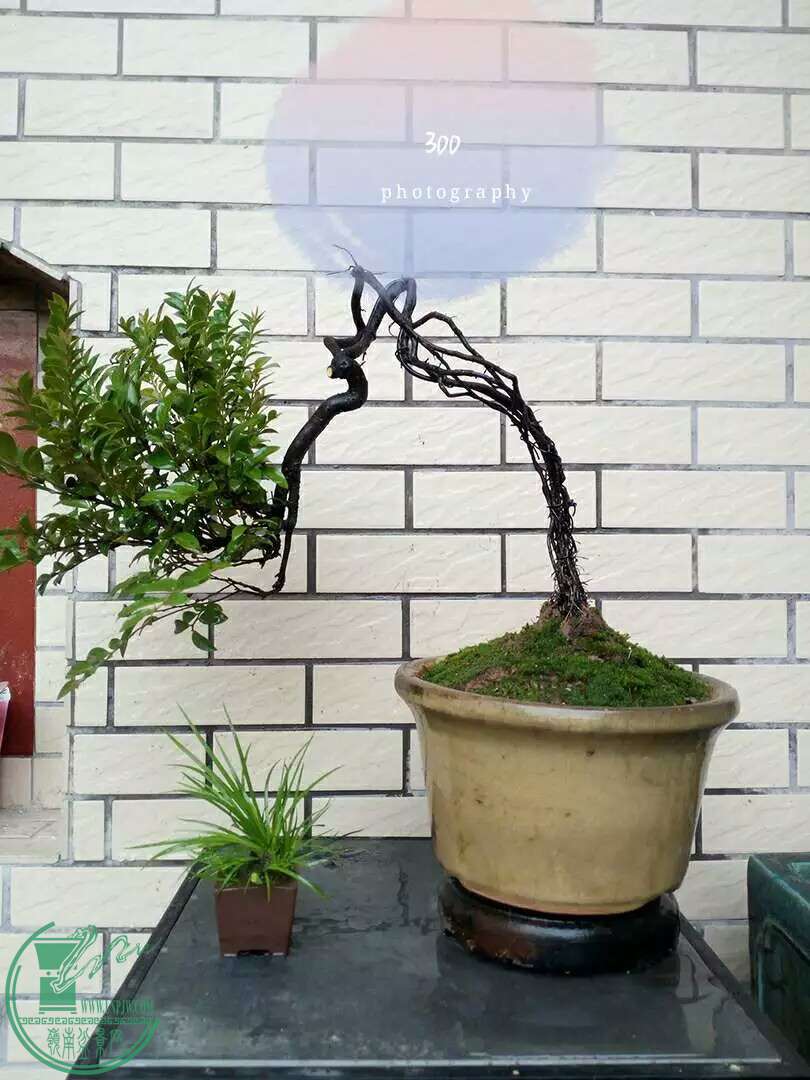 1472905909361.jpeg