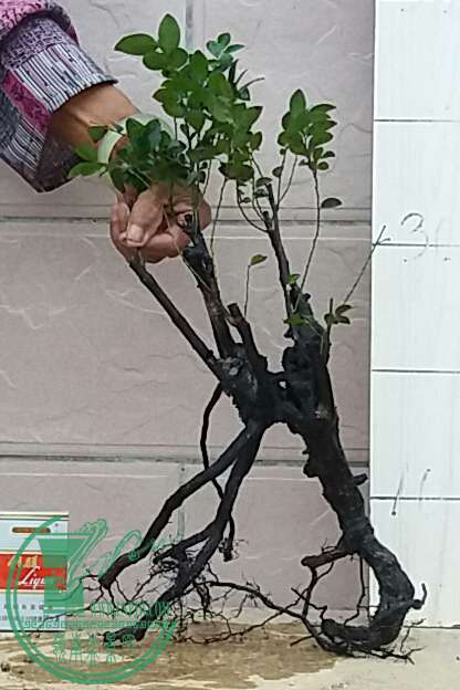 20160904_174026-1.jpg