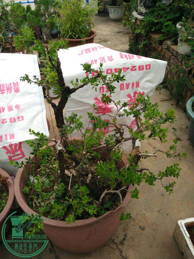 IMG_20160903_141134.jpg