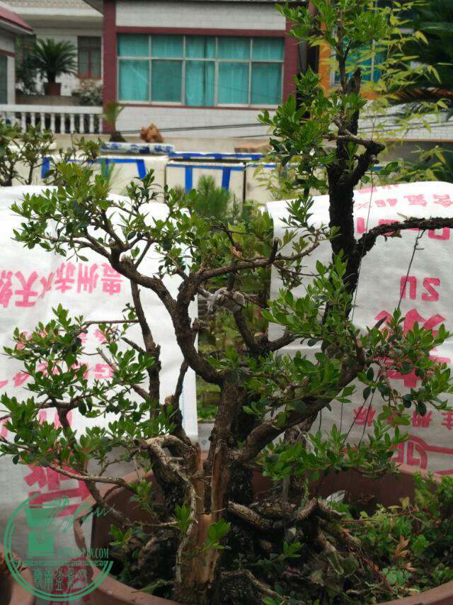 IMG_20160903_140757.jpg
