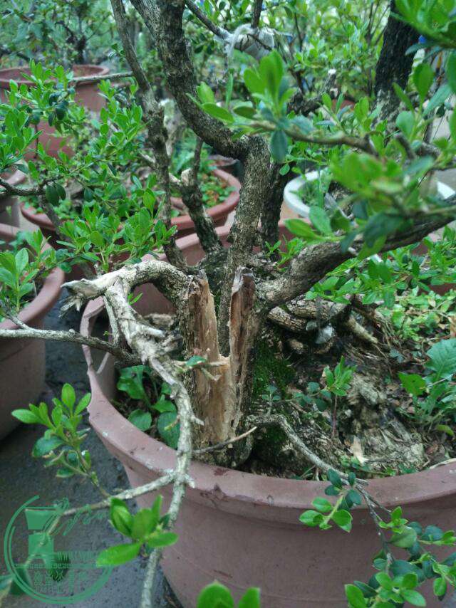 IMG_20160906_005650_842.jpg