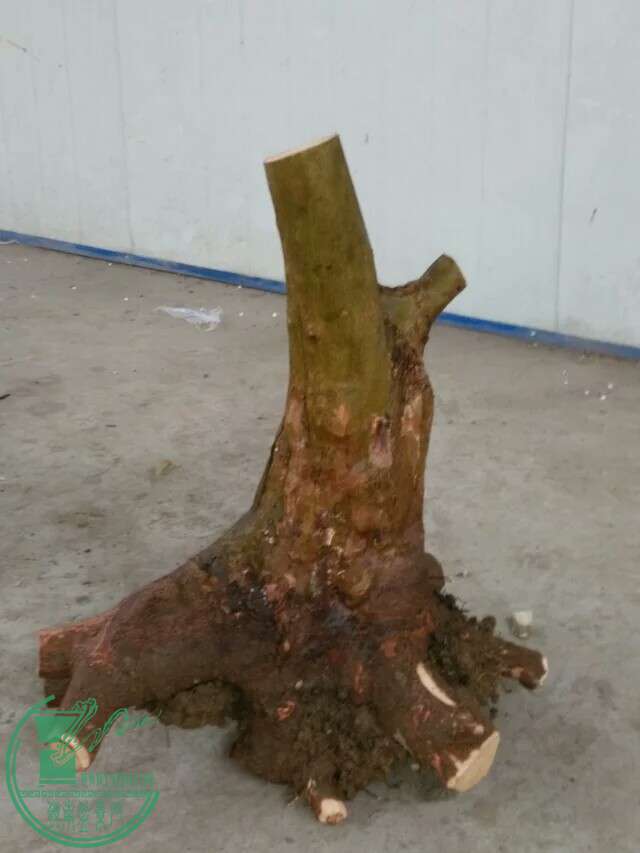 31СҶǷ450