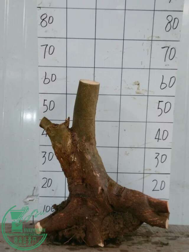 31СҶǷ450