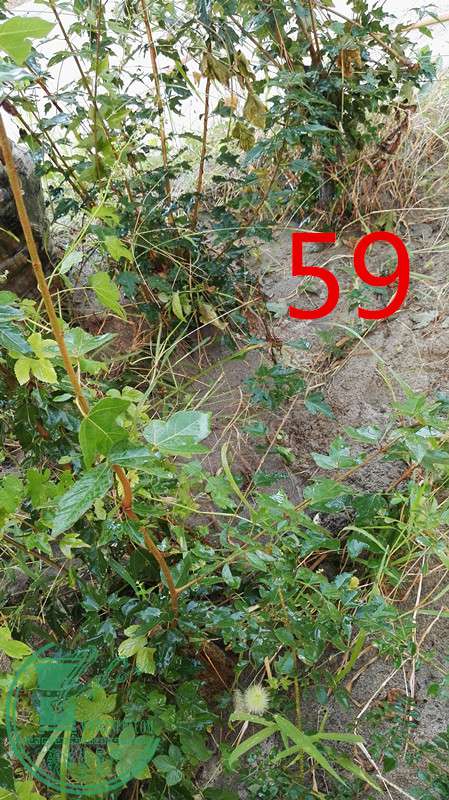 59СҶ450