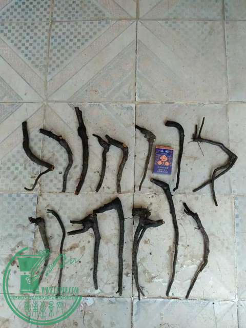 psbCA5MUILC.jpg
