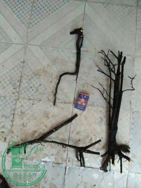 psbCAMA8DDV.jpg