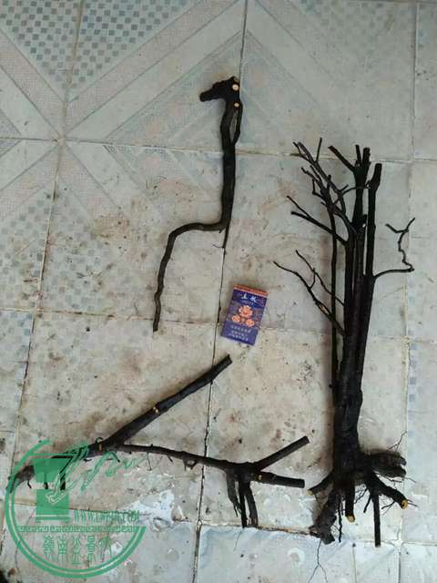 psbCAV3CLLD.jpg