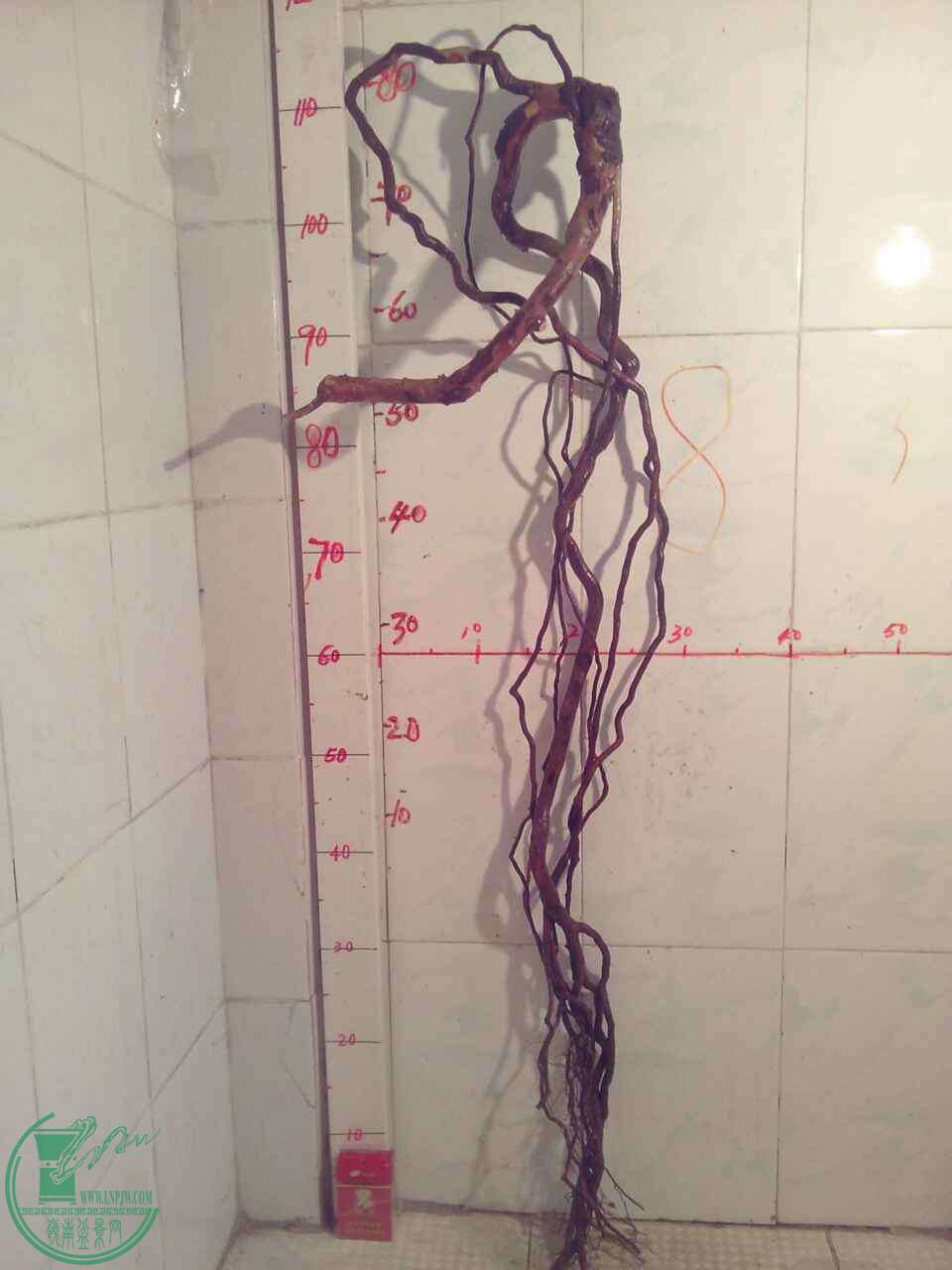 A6ADC8F1-A6B9-40C0-A535-26AE21593AA2.JPG