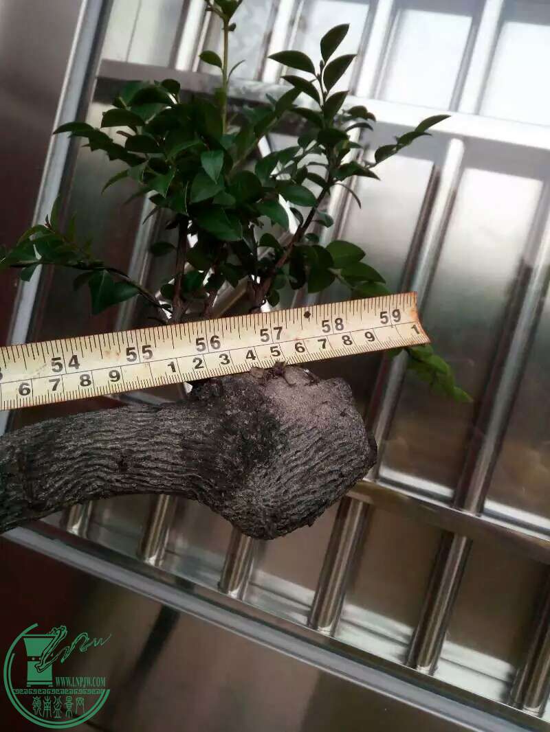 1474204588196.jpeg