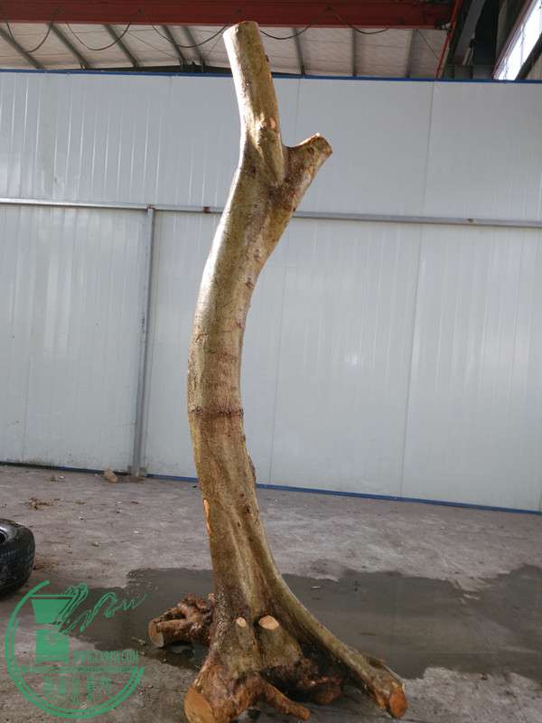 79ŶԽ800