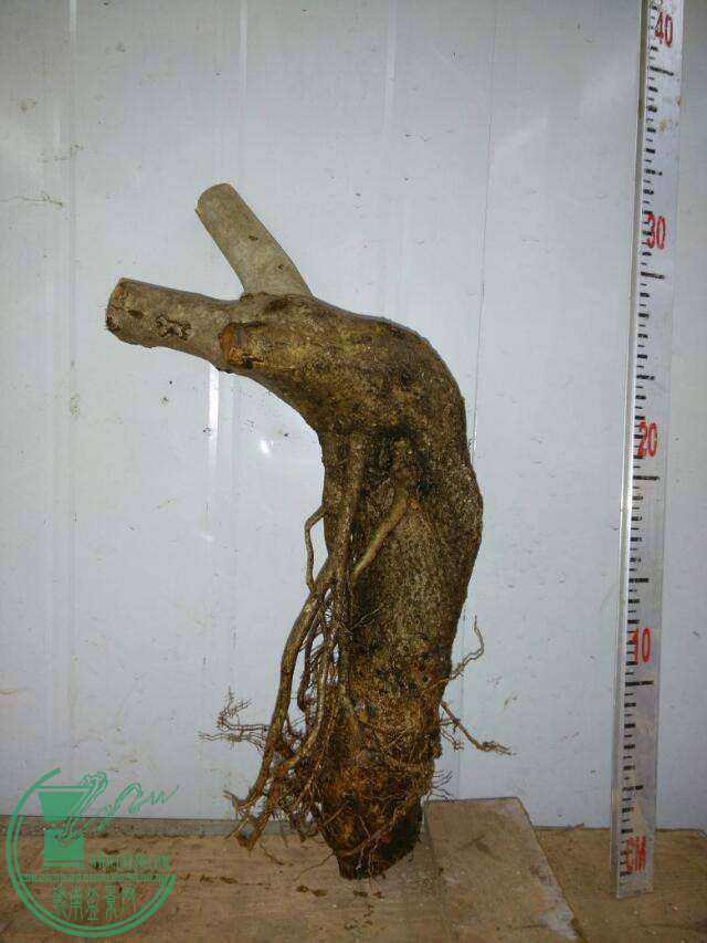 86ŶԽ130