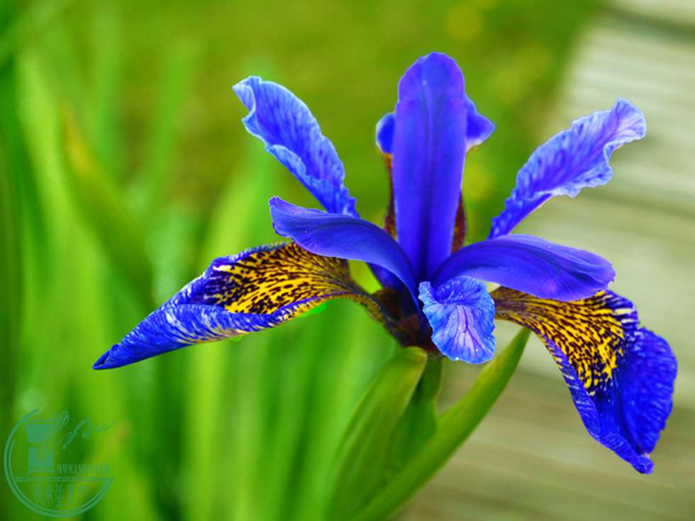 P1080217c.jpg