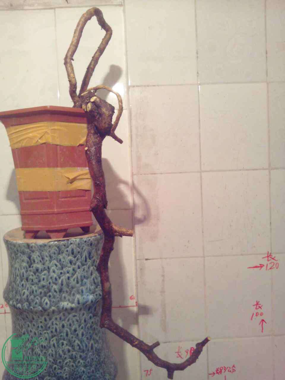 9C9445D5-867C-4A34-BCE0-50F0CFB92330.JPG