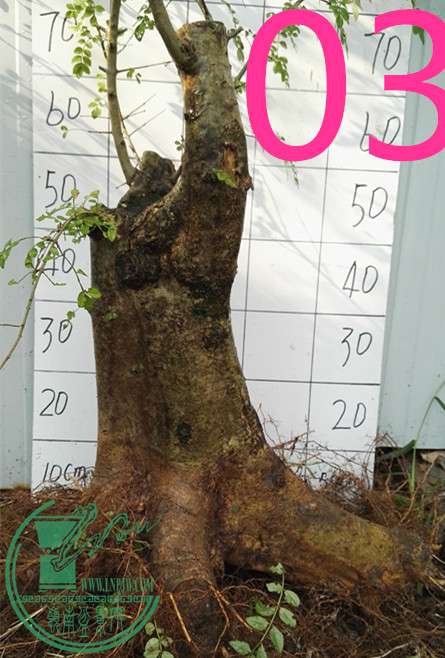 03ŶԽ550