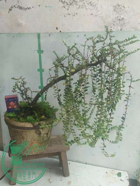 psb (23).jpg
