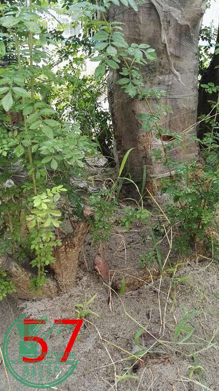 IMG_20160905_081917__.jpg