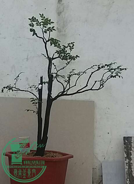 20160928_121940-1.jpg