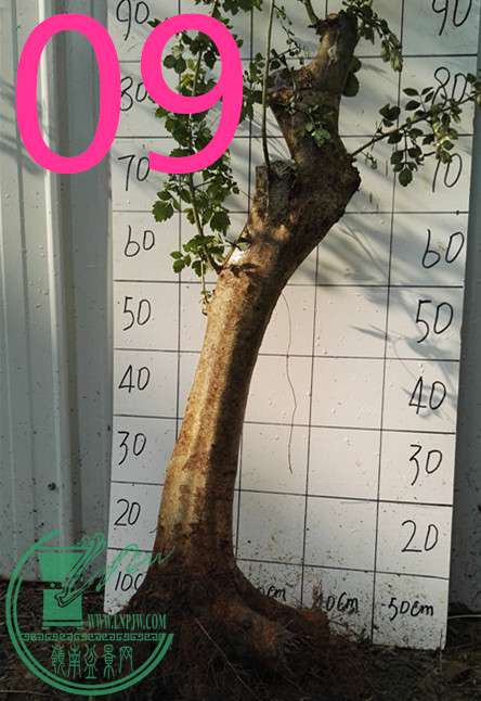 09ŶԽ300