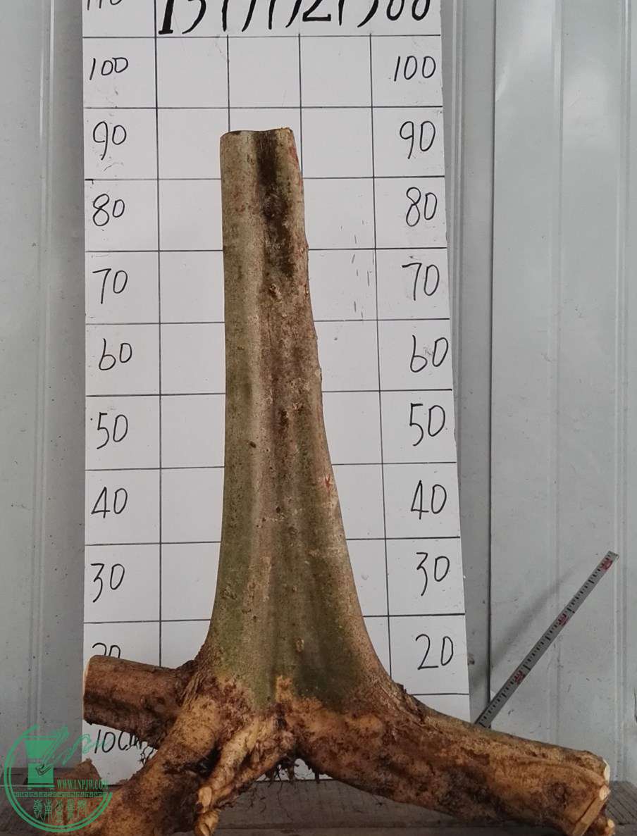 3ŶԽ450