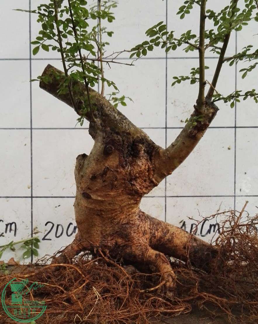 04ŶԽ100