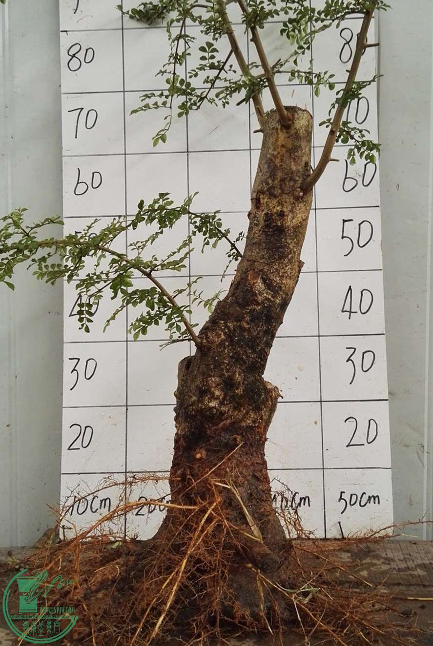 2ŶԽ130