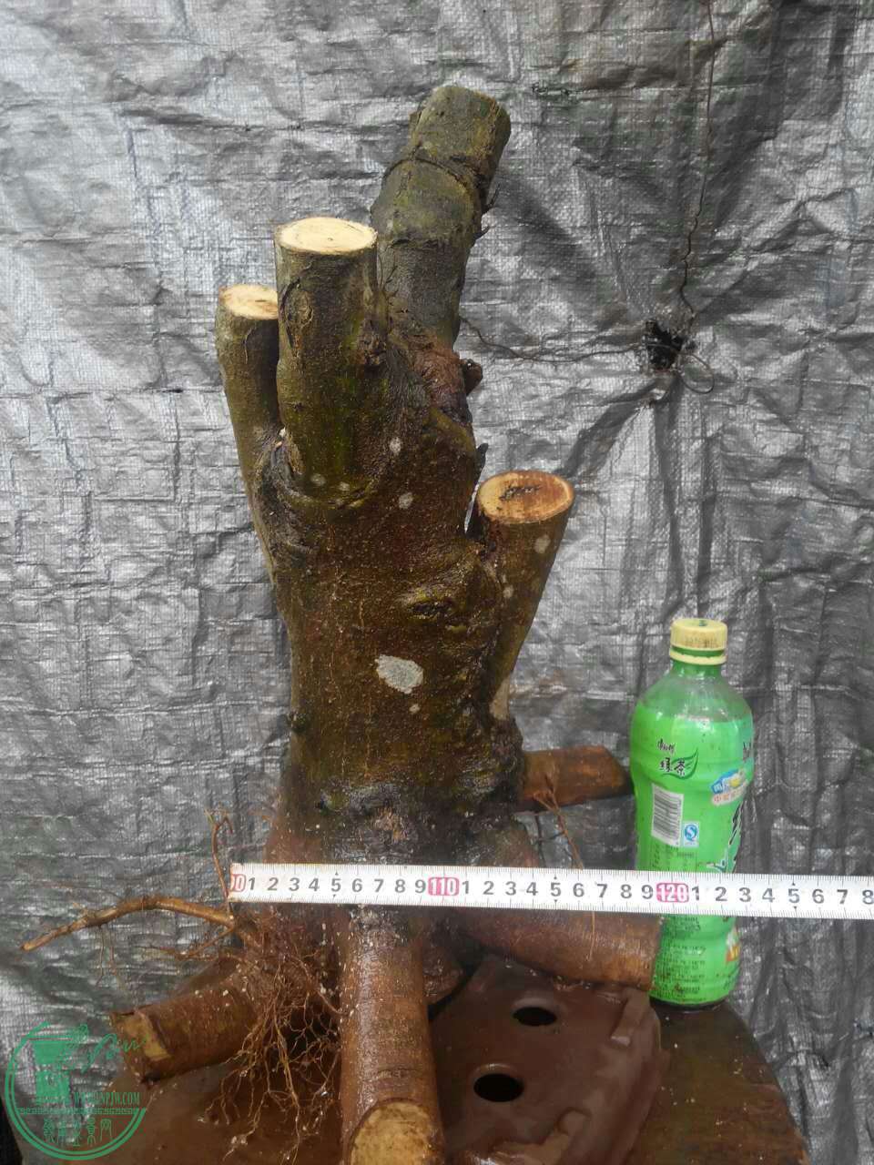 mmexport1475414818007.jpg