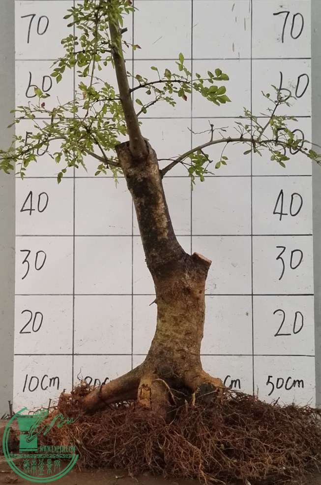 3ŶԽ100