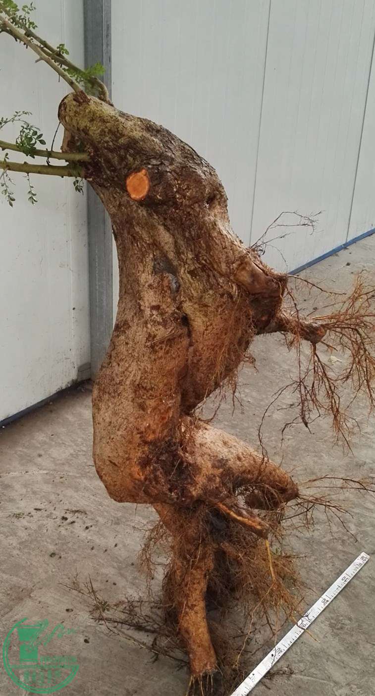 1ŶԽЭ̼