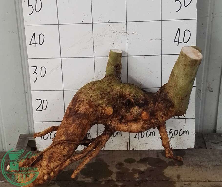 1ŶԽС300