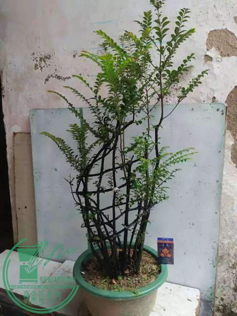 psb (55).jpg