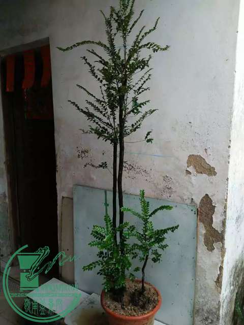 psb (13).jpg