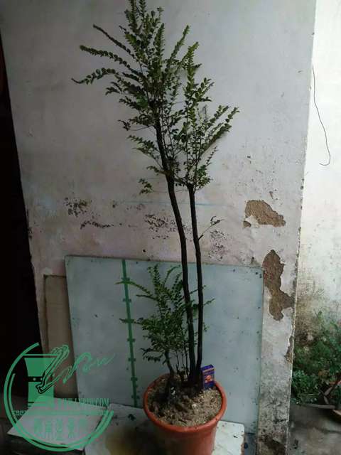 psb (16).jpg