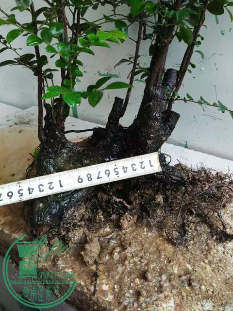 psb (2).jpg