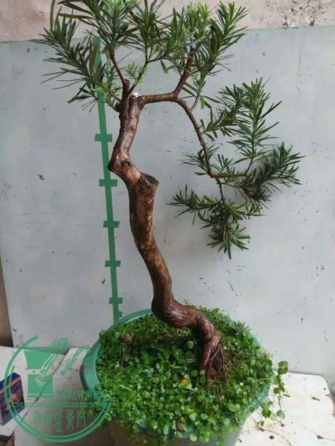 psb (40).jpg