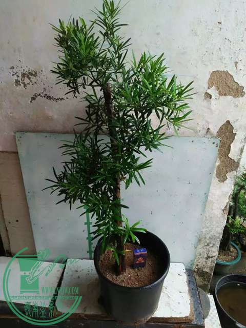 psb (88).jpg