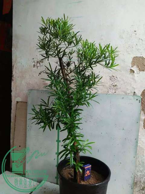 psb (91).jpg