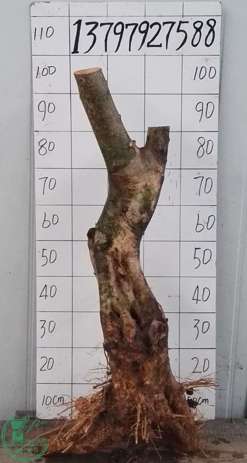 3ŶԽ380