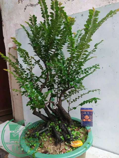 psb (19).jpg