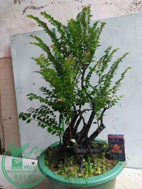 psb (22).jpg