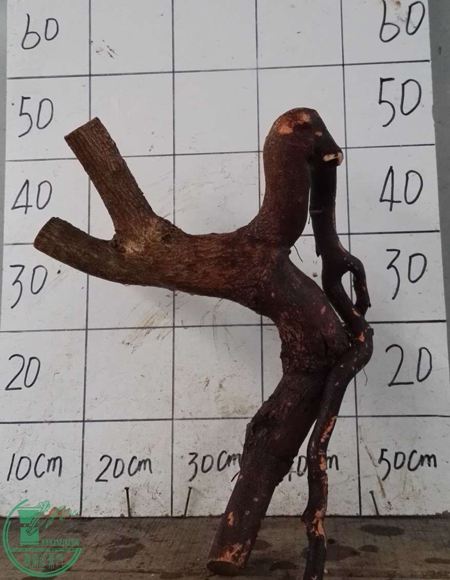 1Ƿ260