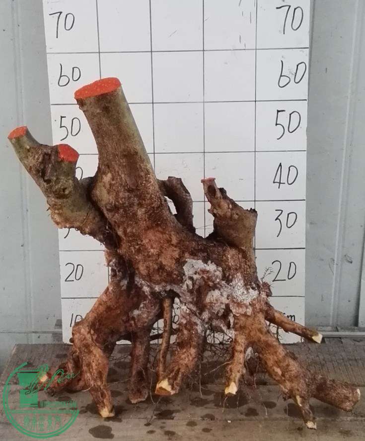 3ŶԽ300