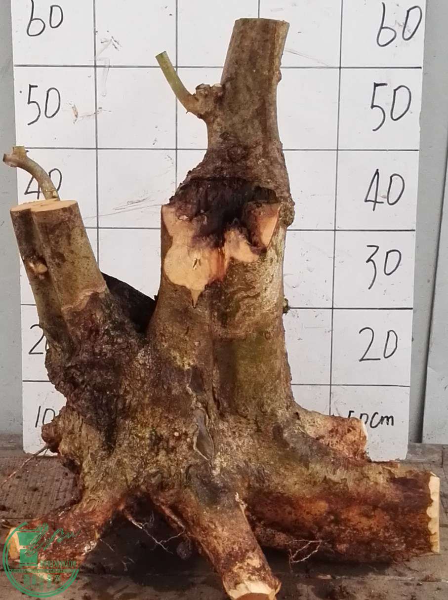 1650