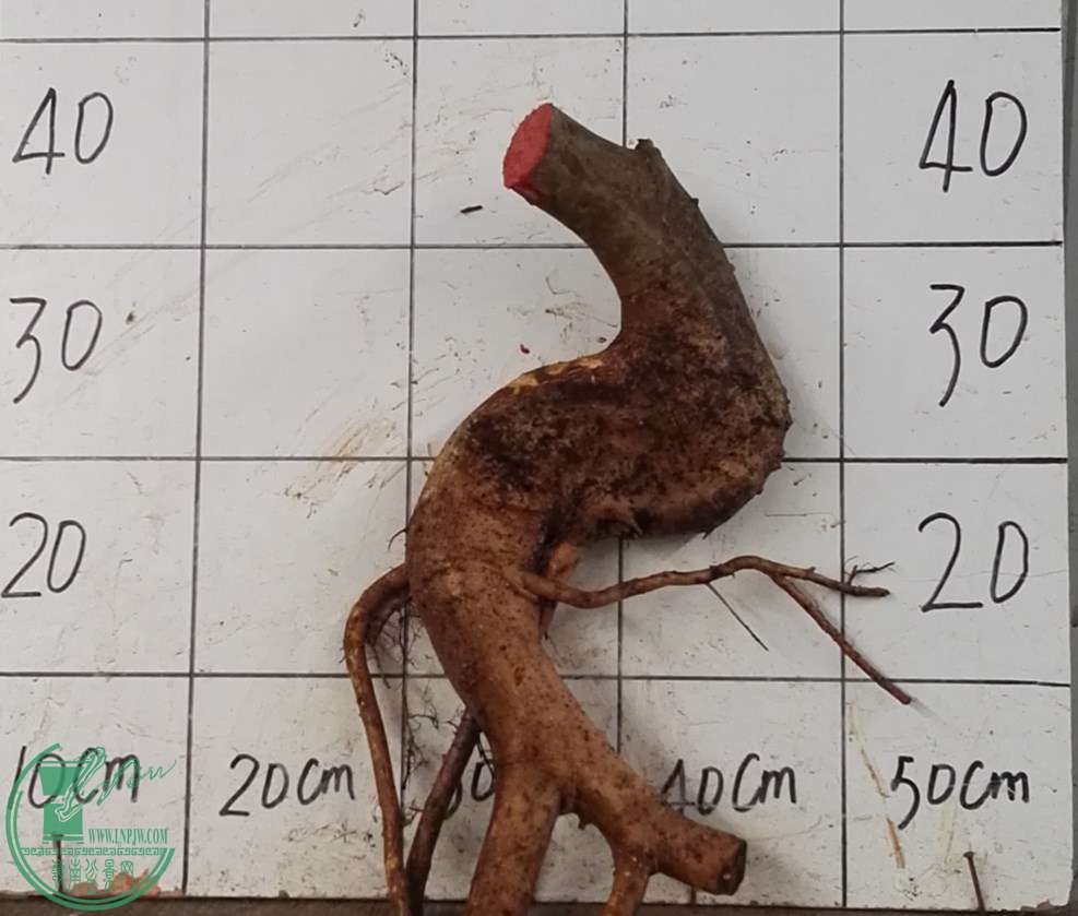 3230