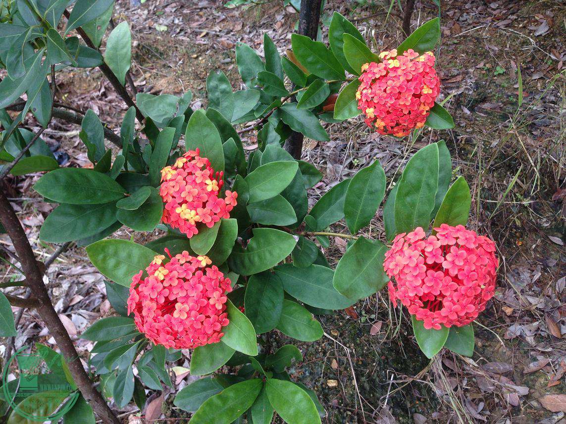 IMG_4613.JPG