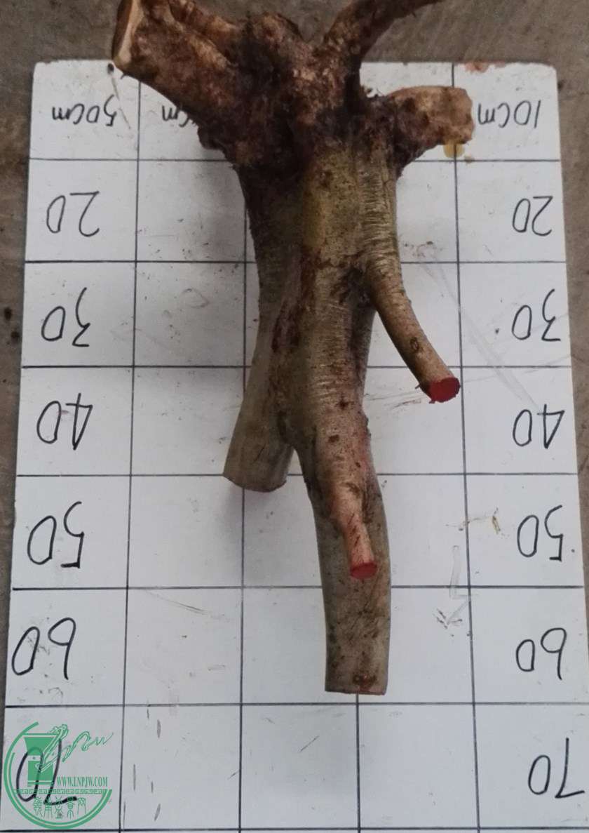 2ŶԽ300