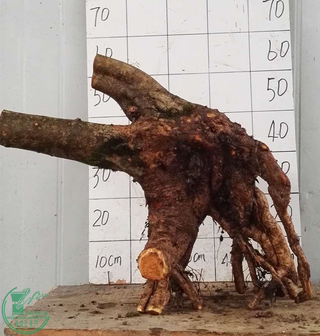 2�ŶԽ���ˮ650