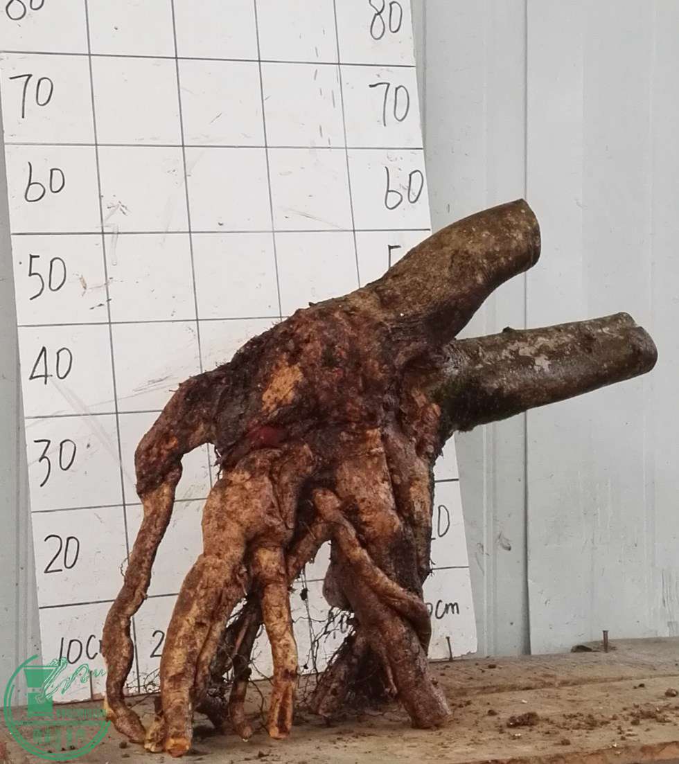 2�ŶԽ���ˮ650