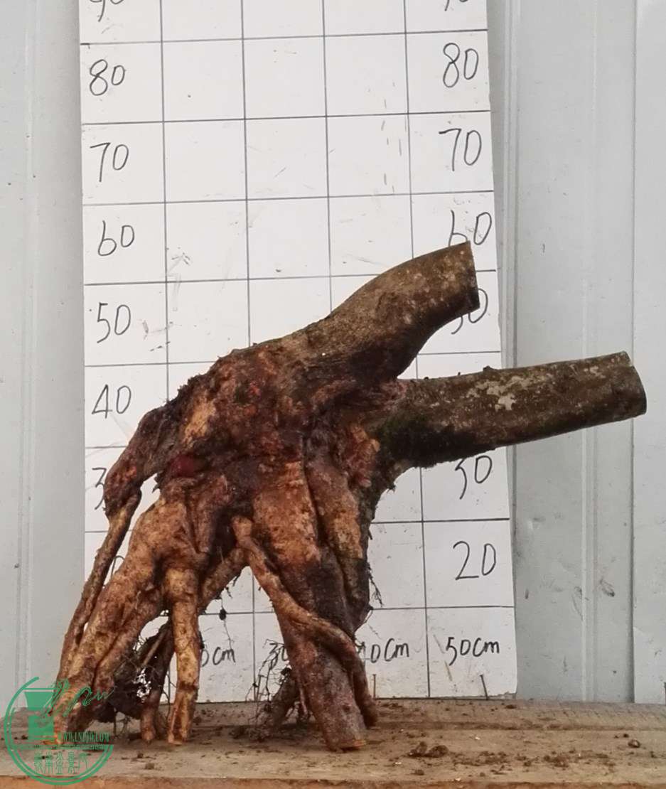 2�ŶԽ���ˮ650