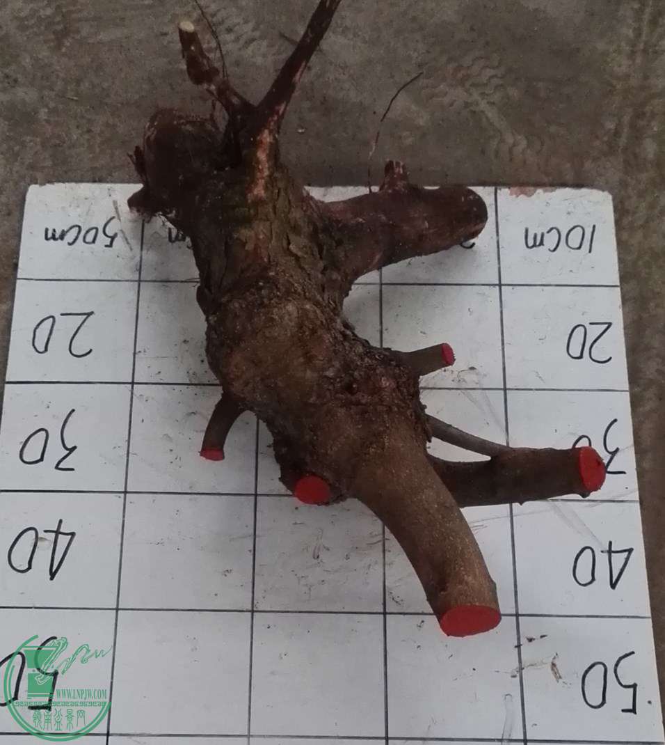 3��СҶ��260