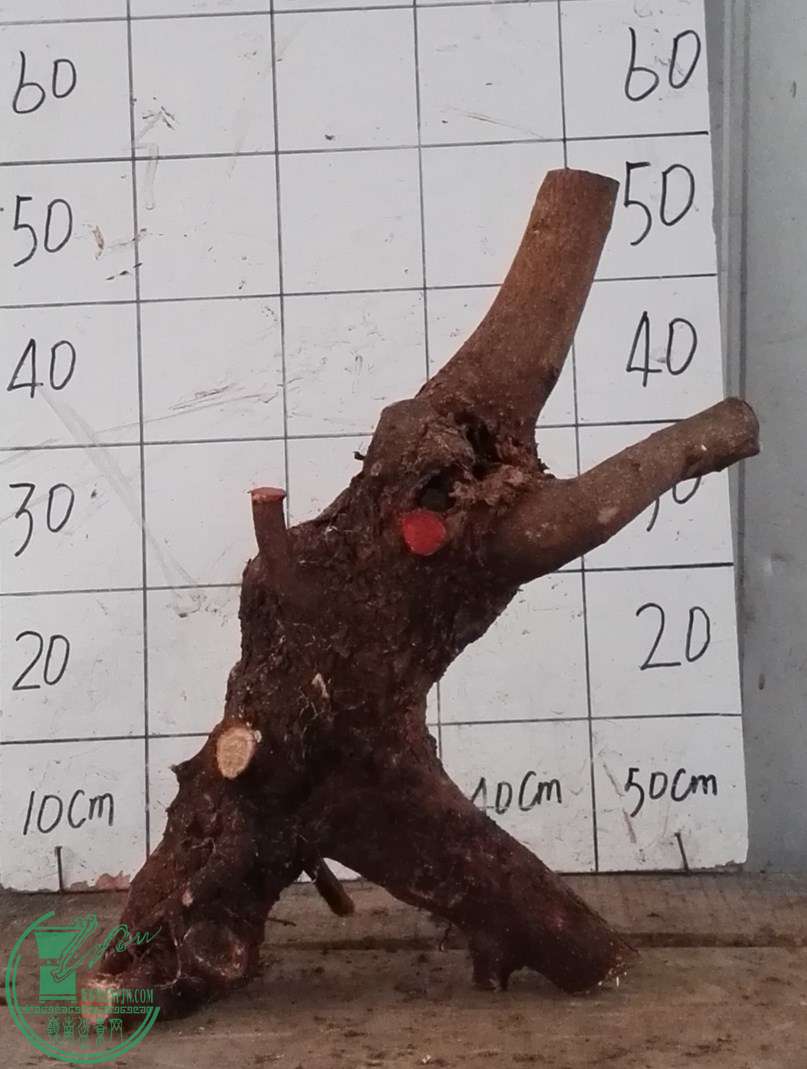 3��СҶ��260